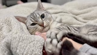 ふたりきりになると愛情強めで甘えてくる猫が可愛すぎる！