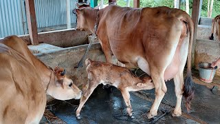 সুপার কোয়ালিটি ২৫ কেজি দুধের একটি বাঘাবাড়ির জার্সি গাভী বকনা বাছুর সহ বিক্রয় হবে।01875301819 মিঠু।