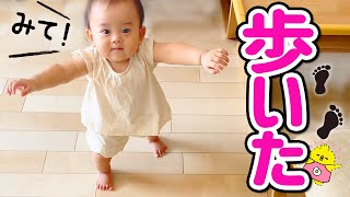 【感動の瞬間】ぴーちゃんが歩いた！【生後10ヶ月赤ちゃん】