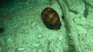 2021-06-27 - Biscayne National Park -  Deer Cowrie