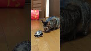 おやつが食べたい猫vs遊びたいスケボー亀【A cat who wants to eat a snack vs. a skateboarding turtle who wants to play】