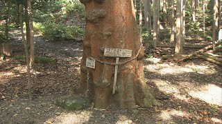 三重県では“絶滅危惧種”に指定の「バクチノキ」の花が見ごろ　三重・紀北町 豊浦神社