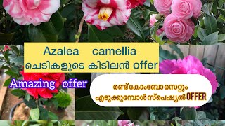 അസലിയയും കമെല്ലിയയും ഇത്ര വിലകുറവിലോ? #camellia #azalea #combodeal #leafgarden