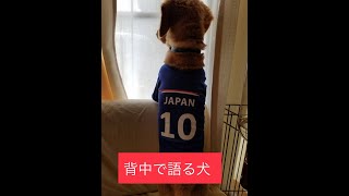 【ダックスフンド】🇯🇵vs🇨🇷　大事な試合前でピリピリしてるダックスフンドA dachshund who is nervous before an important match