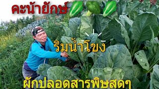 พาซื้อผักคะน้ายักษ์ริมน้ำโขง ผักปลอดสารพิษสดๆจากสวน