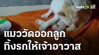 แมววัดออกลูกโทน ทิ้งรกให้เจ้าอาวาส | 09-03-66 | ตะลอนข่าว