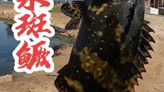 钓海水斑鳜之送小姐姐 神奇的水沟到底有多少种鱼海南路亚户外野钓路亚石斑