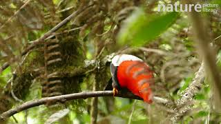 Male Andean cock-of-the-rock (Rupicola peruvianus) displaying at lek in tree, Ecuador