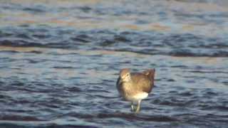 野鳥撮影・ クサシギ　Green Sandpiper