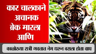 काळोख्या रात्री गवतात नेम धरून बसला होता वाघ । snn marathi । viral video । tiger । JUNGLE SAFARI