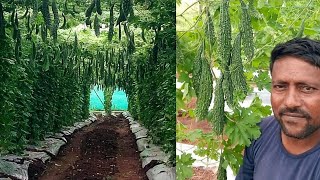 Bitter gourd Farming , କଲରା ଚାଷ ର ନୂଆ ପ୍ରଣାଳୀ