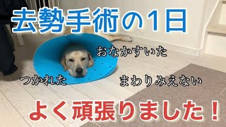 エル、去勢手術の1日