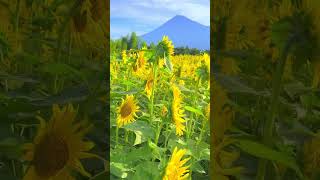 Sunflowers and Mt.Fuji around Mt.Iwamoto in Fuji city. 富士市の岩本山周辺でひまわりと富士山。 #shorts