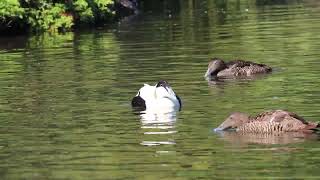 Eider duck courtship display **SOUND ON**