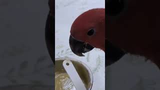 オオハナインコごはんだよ