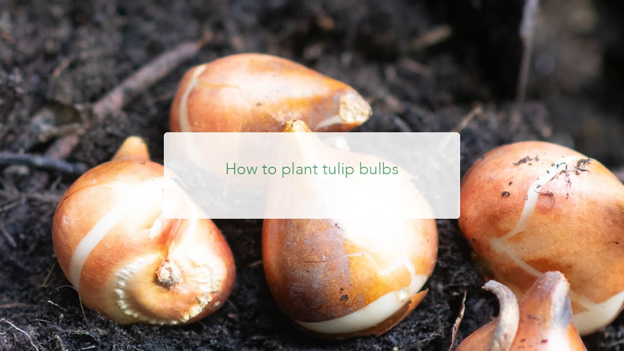 How To Plant Tulip Bulbs In A Pot. How Many Bulbs To Plant And How Deep ...