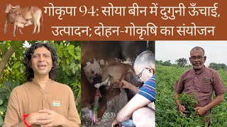 गोकृपा 94: सोया बीन में दुगुनी ऊँचाई, उत्पादन; दोहन और गोकृषि का अद्भुत संयोजन