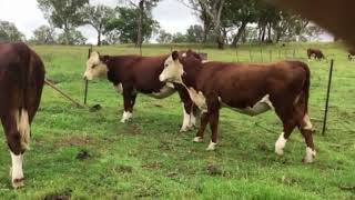 Auctionsplus 368 - Eastern States Cattle Sale, Fi 11 Feb 2022