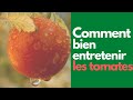 Comment bien tailler ses tomates