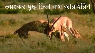 বিশ্বের সবচেয়ে দ্রুততম প্রাণবন্ত ব্যর্থতা! শর্টস সহ গ্রান্টের গ্যাজেলে টেকটাউন চিতা, সিংহ  ব্যর্থ