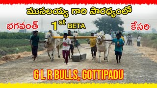 G L R BULLS | Bhagavanth Kesari First  BETA | Gottipadu | Bulls Of Andhra