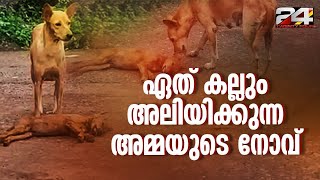 'അമ്മ മനസിന്റെ സങ്കടം'; തന്റെ കുഞ്ഞിന്റെ ജീവൻ പൊലിഞ്ഞതറിയാതെ ഒരു നായയുടെ വിലാപം...