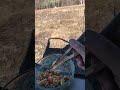 chopsticks farming controlledburn