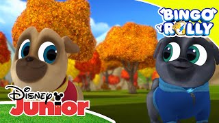 Bingo y Rolly: Compilado musical  | Disney Junior Oficial