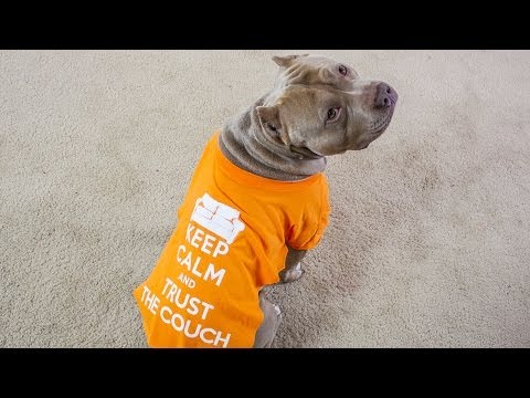 How to make a dog shirt out of a t shirt How to make a dog shirt out of a t shirt