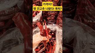 햇 건고추 나왔다! 폭락 수준인가? 뭔일이야? #폭락 #고추 #고추가루 #맛집 #매운음식