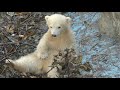 【シロクマの１分動画 5】最初のオモチャはタイヤと小枝【天王寺動物園】