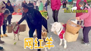 把羊当宠物会发生什么？来看看我们的烤串，绝对让你笑的直不起腰 #萌宠#宠物#向往的生活