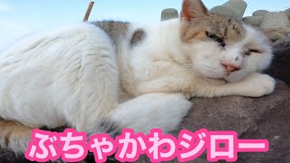 ぶちゃかわジロー君が敵が来ない安全な岩の上でお昼寝中‼️ Ferocious cat