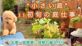 【春庭の準備】野花の様なシノグロッサム/待機宿根草.球根.種まき苗の植え付け/レウコフィルムの剪定/クレマチス白万重/11月上旬の庭/可愛い雑貨のお迎え