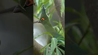 Beautiful Turaco may you don't see before