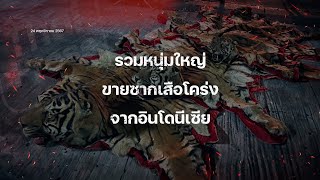 รวบหนุ่มใหญ่วัยเกษียณ ร้อนเงินขายซากเสือโคร่ง จาก 9 แสน เหลือ 2 แสน