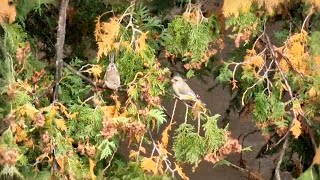 Žaliukių ( Chloris chloris) puota #birds