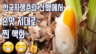 한국자생춘란 산행에서 손맛 지대로~ 찐색화👍👍👍