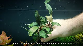 Bucephalandra sp. Nanga Taman Black Ventii