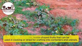 The bottle gourd tree (Lagenaria siceraria)