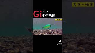 【バス釣り】G.Iスロー水中映像