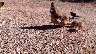 Chicks eating bread