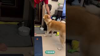 《秋田犬》自己開門回家的秋田犬肚毛 | Akita Inu