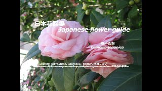 輝く乙女？！Shining maiden? !!    椿（つばき）Camellia japonica／乙女    季節の花　日本花図鑑　Japanese flower guide