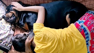 Unconditional love between my dog and little girl ||rottweiler dog.