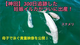 【神回】300日追跡妊娠イルカがついに出産！？母子で泳ぐ貴重映像を公開！