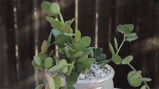 Xerosicyos danguyi “Silver Dollar Vine”