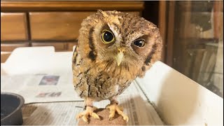 フクロウの撫で方　How to stroke an OWL