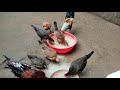 nadan kozhi valarthal chicken farming desi poultry farming malayalam