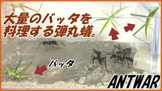 蟻戦争Ⅲ＃51 大量のバッタを料理するパラポネラ。編～Bullet ants vs A lot of grasshoppers～